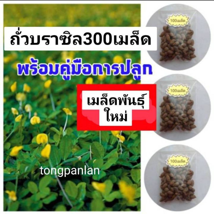 hot-300เมล็ด-ถั่วบราซิลเมล็ด-ถั่วบราซิล-ถั่วบราซิลเมล็ดพันธุ์-ถั่วบราซิลพืชคลุมดิน-ถั่วบราซิลต้นไม้และเมล็ดพันธุ์-ถั่ว-ส่งด่วน-พรรณ-ไม้-น้ำ-พรรณ-ไม้-ทุก-ชนิด-พรรณ-ไม้-น้ำ-สวยงาม-พรรณ-ไม้-มงคล