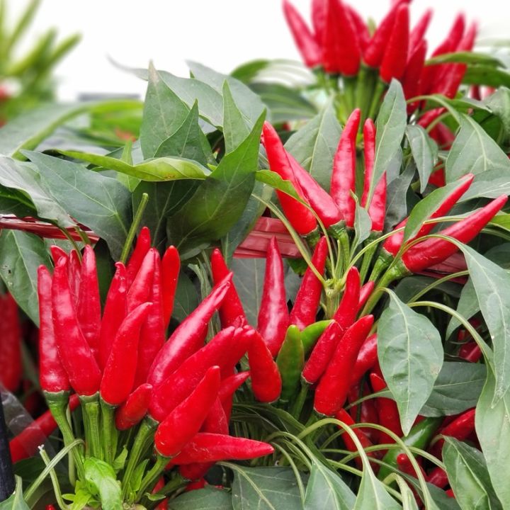 buy one get one free，50 seeds (not plants) Chili/Chilli Padi Birds Eye