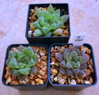 Haworthia obtusa ‘Miraki’ A080