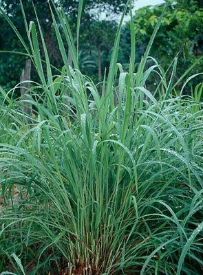 ขายส่ง 10 กิโลกรัม เมล็ดหญ้ากัมบ้า Andropogon gayanus พืชตระกูลหญ้า เมล็ดพันธ์หญ้า หญ้าอาหารสัตว์ หญ้าพันธุ์ พืชอาหารสัตว์ หญ้าเลี้ยงวัว