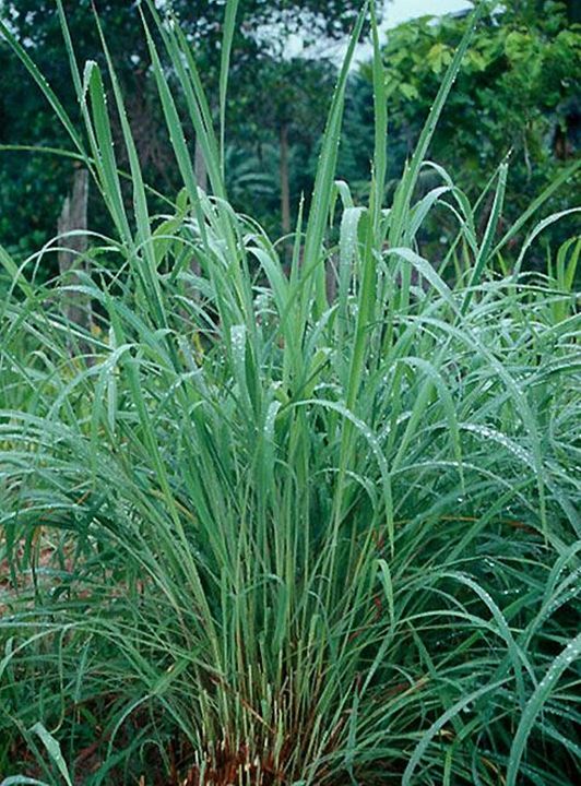 ขายส่ง-10-กิโลกรัม-เมล็ดหญ้ากัมบ้า-andropogon-gayanus-พืชตระกูลหญ้า-เมล็ดพันธ์หญ้า-หญ้าอาหารสัตว์-หญ้าพันธุ์-พืชอาหารสัตว์-หญ้าเลี้ยงวัว