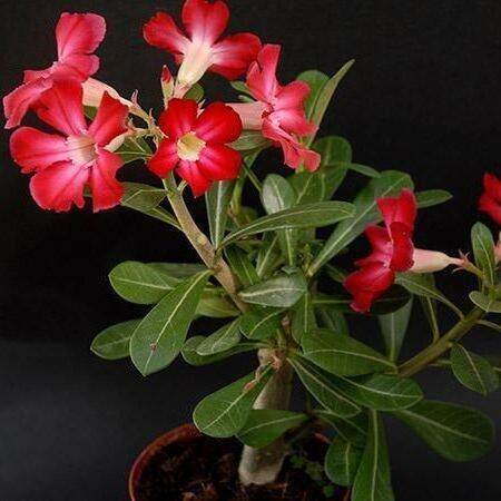 12-เมล็ด-เมล็ดพันธุ์-ชวนชม-สายพันธุ์ไต้หวัน-ดอกชั้นเดียว-adenium-seeds-กุหลาบทะเลทราย-desert-rose-ราชินีบอนไซ-อัตรางอก-80-90-มีคู่มือปลูก