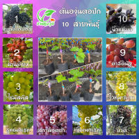 ต้นองุ่นตอปัก 10 สายพันธุ์ แท้?% (แตกยอดแล้ว) ราคาถูกมาก