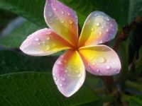 30 เมล็ดพันธุ์ เมล็ด ลั่นทม หรือ ลีลาวดี สายพันธุ์แคระ Frangipani Plumeria Seed นำเข้าจากฮาวาย อัตราการงอก 80-85%