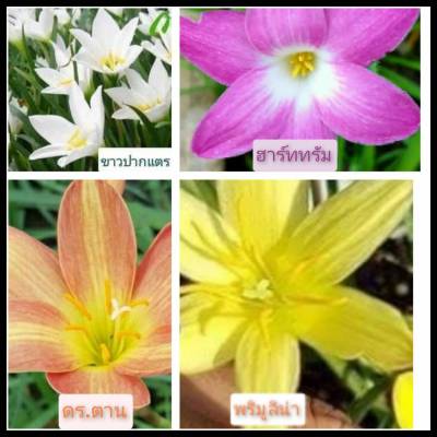 บัวดิน คละสี4สี20หัวแยกสีให้(ขนาดหัวให้ดอก).ปลูกง่าย ทนสภาพแล้ง บัวดิน หัวพันธ์ หัวบัวดิน สีขาว สีเหลือง สีส้ม สีเหลื