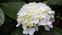 20 เมล็ด เมล็ดไฮเดรนเจีย Hydrangea Seeds สีขาว ไฮเดรนเยียสายพันธุ์ฝรั่งเศส ของแท้ 100% อัตราการงอก 70-80%  ปลูกในกระถางได้