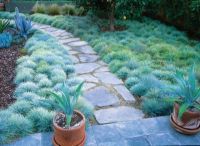 เมล็ดพันธุ์ Garden Seeds หญ้าบลูเฟสคิว Festuca glauca blue fescue 50 เมล็ด เมล็ดพันธุ์ Garden Seedsนำเข้าจาก อังกฤษ