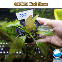 อะเมซอน Red flame " (360)(ต้นไม้น้ำ )