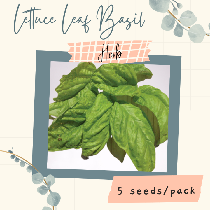 Basil Lettuce Leaf Seeds for Planting (5 seeds) HERB Lazada PH