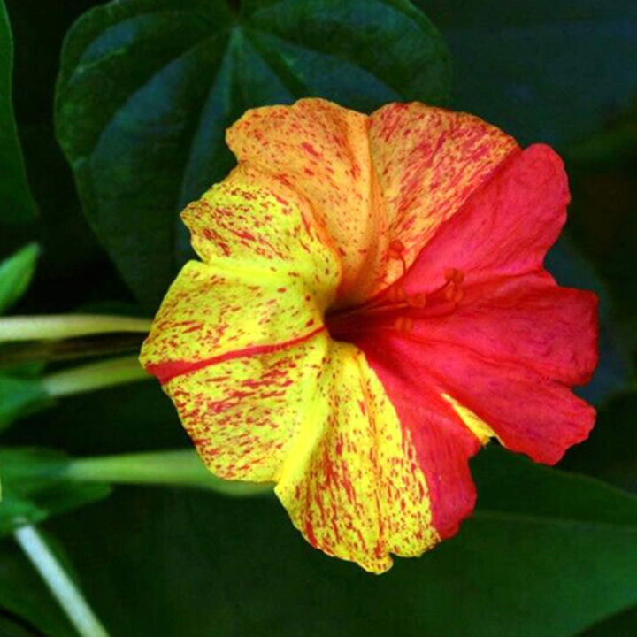 เมล็ดพันธุ์ดอกบานเย็น-คละสี-20เมล็ด-ต้นบานเย็นหลากสี-mirabilis-jalapa