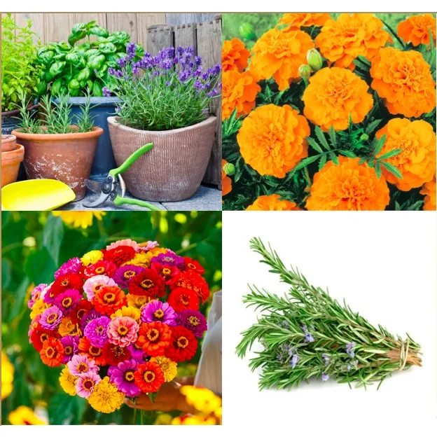 50 Seeds (buy 2 get 1 free) Lavender Basil Oregano Marigold Rosemary