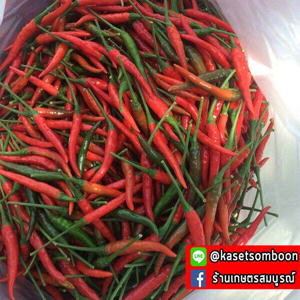 พริกซุปเปอร์ฮอท2-f1-เมล็ดพันธุ์พริกขี้หนู-ซุปเปอร์ฮอต-20-50-ก-ตราศรแดง