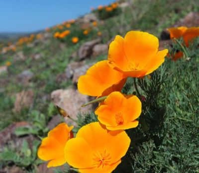 เมล็ดพันธุ์ แคลิฟอร์เนียป็อปปี้ Eschscholzia Californica California poppy 200 เมล็ด เมล็ดพันธุ์นำเข้าจาก อังกฤษ