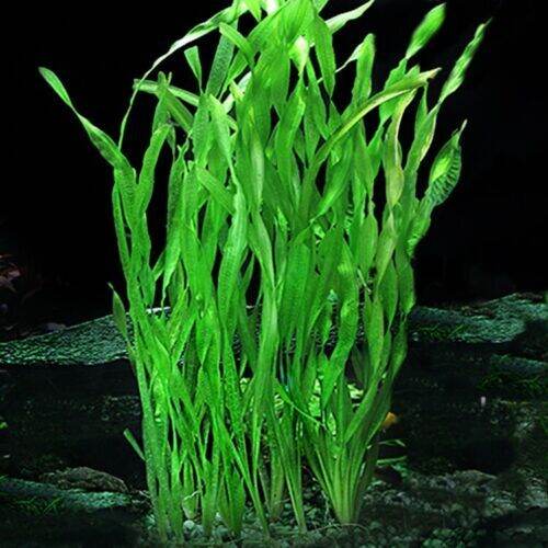 Vallisneria Spiralis Aquascape Tanaman Groundplant | Lazada Indonesia