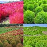 200 เมล็ด พุ่มไม้เพลิง - Kochia Trichophylla (ปกติแล้วจะมีลักษณะเป็นสีเขียวจะเริ่มเปลี่ยนเป็นสีแดงในช่วงเดือนกันยายน-เดือนตุลาคม)