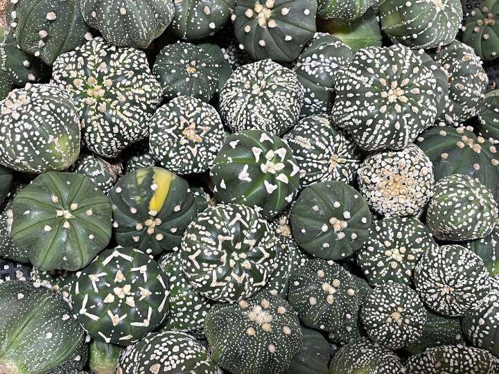 แอสโตร-แคคตัส-แอสโตรไฟตัม-แอสโตร-super-kabuto-v-astrophytum-ราคาเบาๆขนาดกำลังน่ารักๆ1-5-3cm