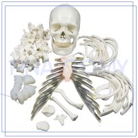 Pnatomy1 than 1 body loose bone bone model 170 cm body loose bone skeleton skeleton model specimens