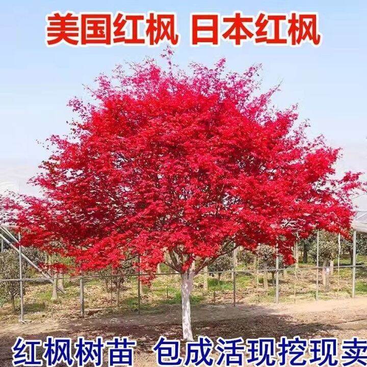 Japanese red maple sapling red maple seedling red dance girl Chinese ...