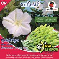 AGA SHOP เมล็ดชมจันทร์ ซุปเปอร์มูน