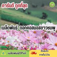 ถูกที่สุด เมล็ดพันธุ์ดอกคอสมอสคละสี ขาว ชมพู