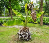 10 เมล็ดพันธุ์ Bonsai กล้วยผาแดง กล้วยโบราณหายาก กล้วยมงคลต้นใหญ่ทรงพุ่มฟอร์มใบสวย (Ensete superbum) มีคู่มือพร้อมปลูก อัตรางอก 80-85%