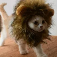 Buy Cat Lion Costume online 