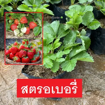ต้น สตอเบอรี่ ราคาถูก ซื้อออนไลน์ที่ - ก.ค. 2023 | Lazada.co.th ต้น สตอเบอรี่ ราคาถูก ซื้อออนไลน์ที่ - ก.ค. 2023 | Lazada.Co.Th