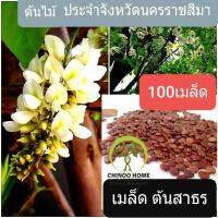 เมล็ด ต้นสาธร 100 เมล็ด สาธร ต้นไม้ประจำจังหวัด นครราชสีมา