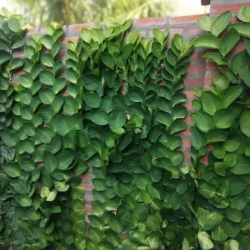 Cay Cao Lung Giá Tốt T01/2024 | Mua tại Lazada.vn