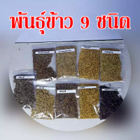 พันธุ์ข้าวชุดทดลอง9ชนิด