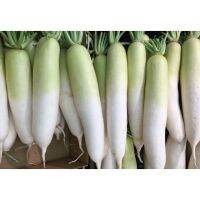 60 เมล็ด หัวไชเท้าญี่ปุ่นมิโนวาเสะ - Japanese Minowase Radish