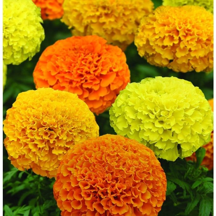 Marigold African 50 Seeds Flower Heirloom | Lazada PH