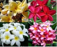 35 เมล็ดพันธุ์ เมล็ด ลั่นทม หรือ ลีลาวดี สายพันธุ์แคระ Frangipani Plumeria Seed นำเข้าจากฮาวาย อัตราการงอกสูง 80-85%