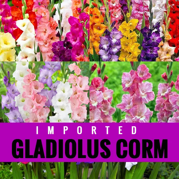 Gladiolus Corms Gladioli Corms Gladioli Bulbs Pastel, Bright Mix