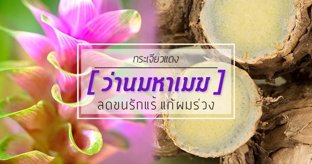 2-เหง้า-ว่านมหาเมฆ-curcuma-aeruginosa-สมุนไพรชั้นดีของไทย