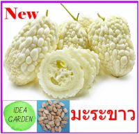 มะระขาว ไต้หวัน (White bitter gourd) เมล็ดพันธุ์ OP คัดพิเศษอย่างดีจากไต้หวัน บรรจุ 3 เมล็ด/ซอง