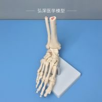 Foot bone model human ankle joint bone anatomy foot foot department phil orthopedic medical teaching mould