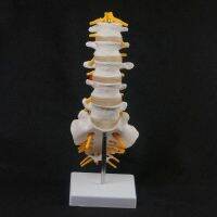 Human Lumbar Spine Caudal Vertebra Structure Intervertebral Disc Joint Model