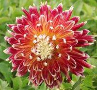 1 หัว/ชุด รักเร่ Dahlia Bulb สายพันธุ์ Akita หัวรักเร่ ดอกไม้ หัวหน่อ เหง้า นำเข้า เนเธอร์แลน หัวสดใหม่