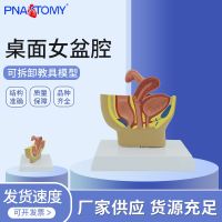 Medical reproductive system of female pelvic model tubal rectal bladder section anatomy teaching aid of department of gynaecology