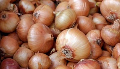 100 เมล็ด เมล็ดหอมหัวใหญ่ สายพันธุ์ หอมใหญ่ Supra ของแท้ 100% อัตรางอกสูง 70-80% Onion seeds