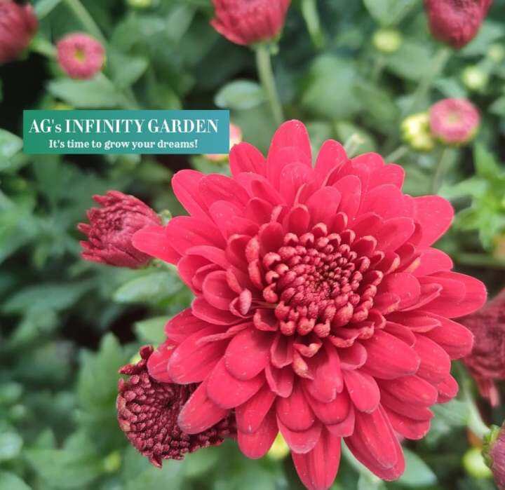 Malaysian Mums Red ( Chrysanthemum / Aster with FREE plastic pot