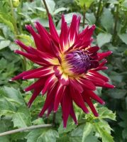 1 หัว /ชุุด เหง้า ต้นรักเร่ Dahlia Bulb สายพันธุ์ Crazy Jessie สีแดง หัวรักเร่ ดอกไม้ ดอกรักเร่ รักแรกพบ เฟิร์สเลิฟ ดอกไม้นำเข้า พร้อมให้ดอก