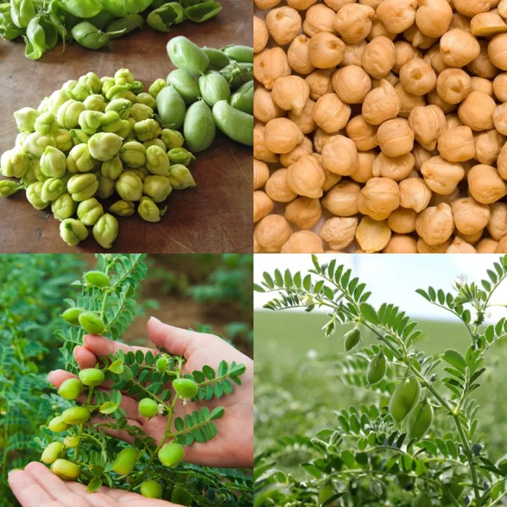 5 เมล็ด ถั่วลูกไก่ Garbanzo Bean(Chickpea) (สำหรับเพาะปลูก เมล็ดดู