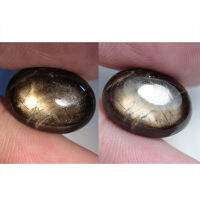 13.00 ct Black Star Sapphire 6 Star ไข่หลังเบี้ย