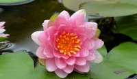 20 เมล็ด บัวสาย (Water lily) บัวอุบลชาติ บัวหลวง ฝรั่ง บัวดอกเล็ก บัวแคระ สายพันธุ์ marliacea carnea สีชมพู เหมาะสำหรับปลูกในโหล Waterlilies Lotus Seeds