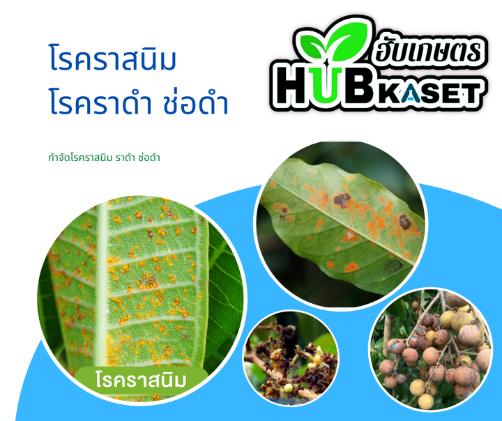 แซดคานิล50-1ลิตร-คลอโรทาโลนิล-ป้องกันเชื้อรา-โรคใบไหม้-ราน้ำค้าง-ราแป้ง