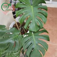 ? HOT SALE!! สินค้าดี มีคุณภาพ ราคาถูก ## Monstera Giant มอนสเตอร่า ยักษ์ใบใหญ่ (เพาะเมล็ดตั้งแต่เดือนสิงหาคม 2563) ##เมล็ดพันธุ์พืช ต้นไม้และสวน ของมีพร้อมส่ง เก็บปลายทาง ?