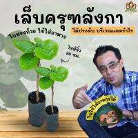 Promotion เล็บครุฑลังกา กิ่งชำ ไซส์เล็ก 30 ซม. ปลูกประดับ ใบใช้แทนจานได้ ปลูกง่ายมาก รับประกัน เก็บเงินปลายทาง พร้อมส่ง พรรณ ไม้ น้ำ พรรณ ไม้ ทุก ชนิด พรรณ ไม้ น้ำ สวยงาม พรรณ ไม้ มงคล