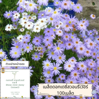 ฟาร์ม26 เมล็ดดอกไม้ เมล็ดดอกเดซี่สวอนริเวอร์ คละสี swan river daisy mix